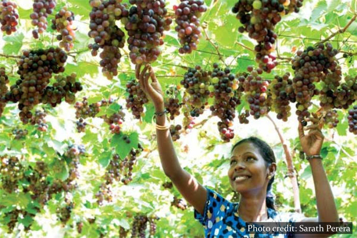 Grapes Jaffna Sri Lanka