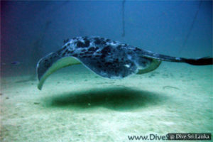 Cargo Wreck - Scuba Dive Site - Colombo