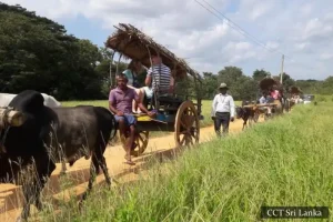 Bullock Cart Tour Sigiriya & Hiriwadunna Village