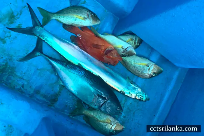 deep sea fishing in sri-lanka