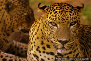 Dehiwala Zoo - Colombo