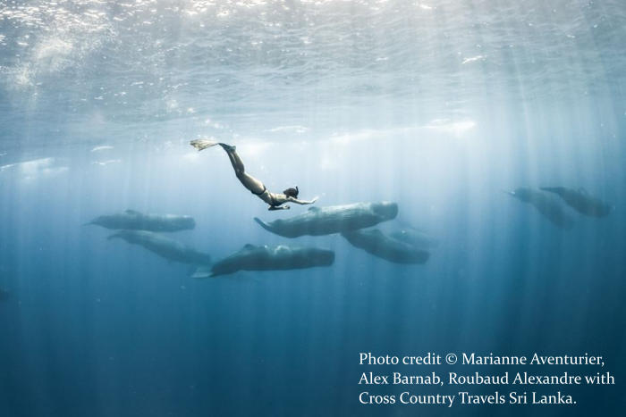 Snorkelling with whales