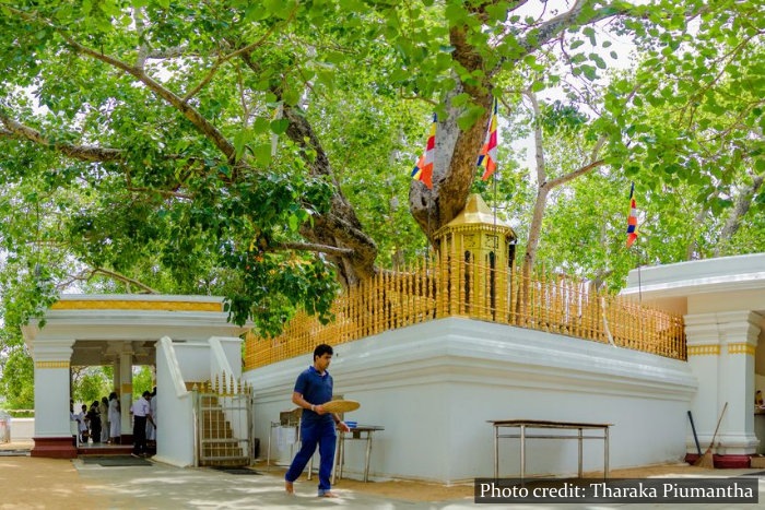 Sri Maha Bodiya