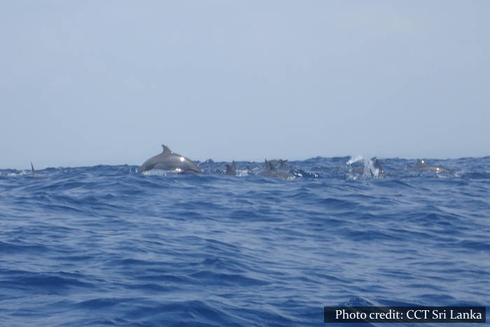 Dolphins Sri Lanka