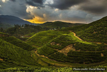 Tea Estates Sri Lanka