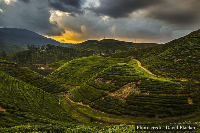 Tea - Sri Lanka