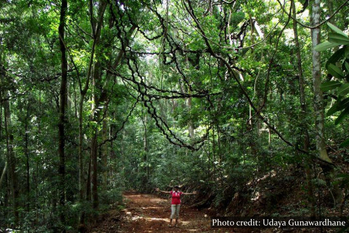 Udawatta Kele Sanctuary Kandy