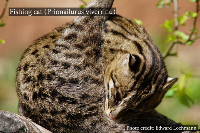 Fishing Cat Yala Wildlife National Park