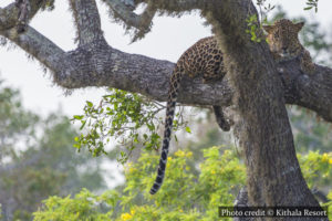 Yala National Park - Thissamaharama