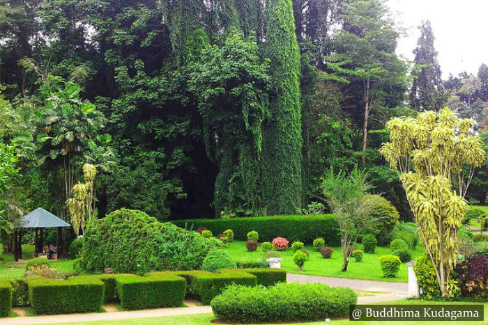 Peradeniya Botanical Garden Sri Lanka