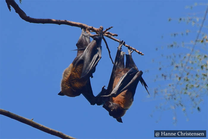 Bats Peradeniya Botanical Garden Sri Lanka
