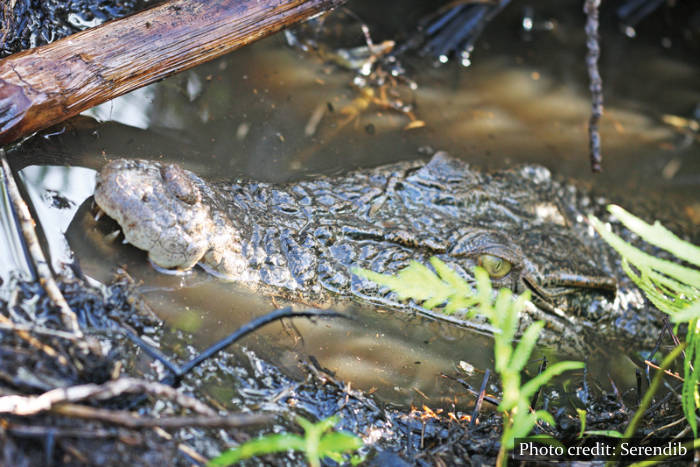 Crocodiles Muthurajawela Marsh Sri Lanka