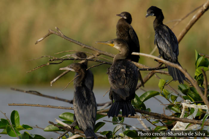 Muthurajawela Marsh Sri Lanka