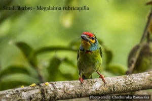 Muthurajawela Marsh - Sri Lanka