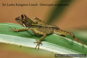 Muthurajawela Marsh - Sri Lanka