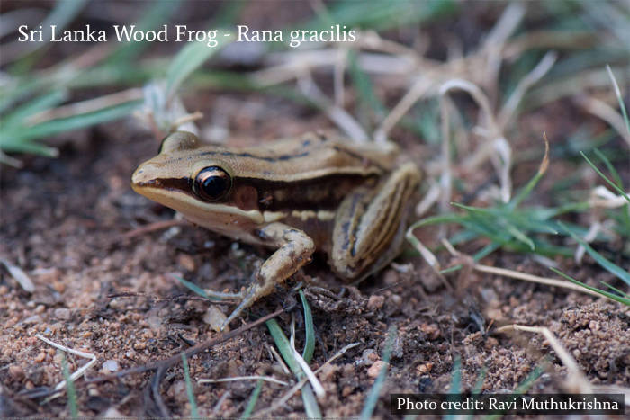 Frogs Muthurajawela Marsh Sri Lanka