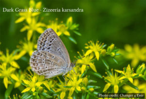 Muthurajawela Marsh - Sri Lanka