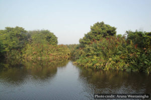 Muthurajawela Marsh - Sri Lanka