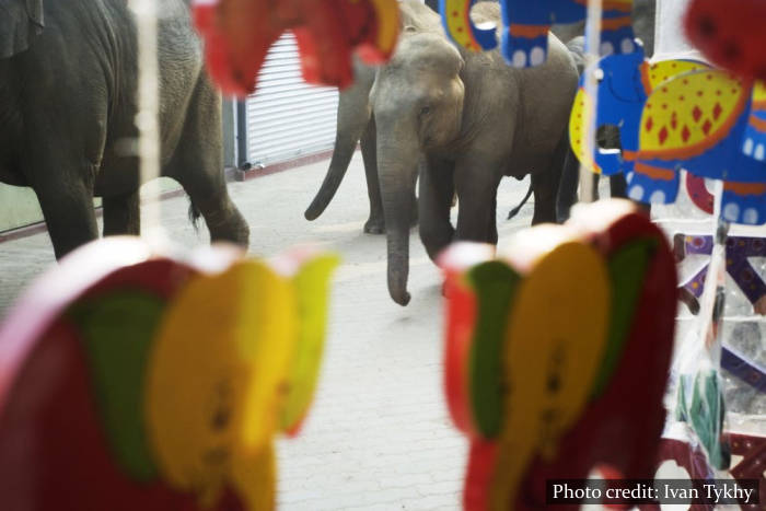 Pinnawala Elephant Orphanage - Sri Lanka