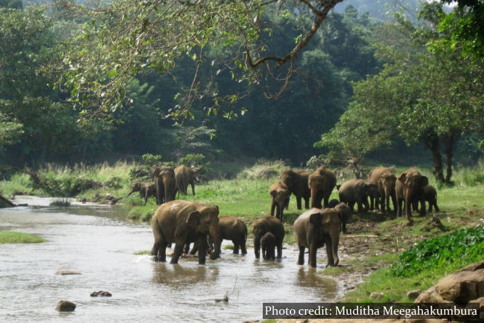 Pinnawala Elephant Orphanage - Sri Lanka