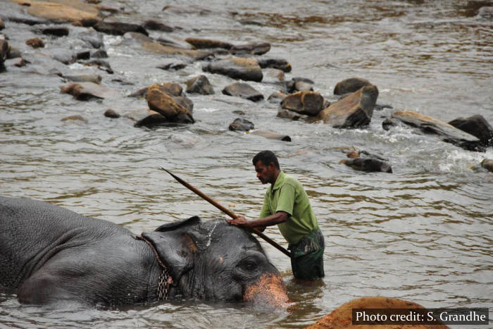 Pinnawala Elephant Orphanage - Sri Lanka