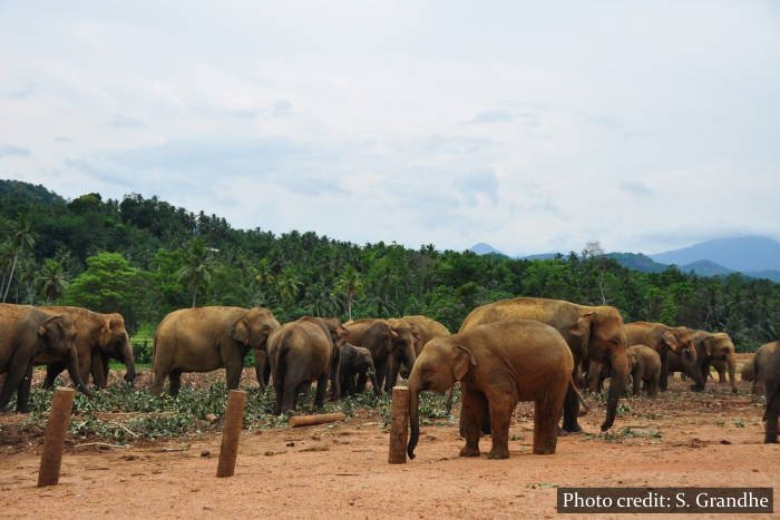 Pinnawala Elephant Orphanage - Sri Lanka