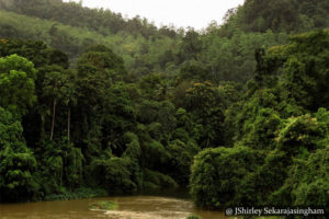 Makandawa Rain forest - Kitulgala