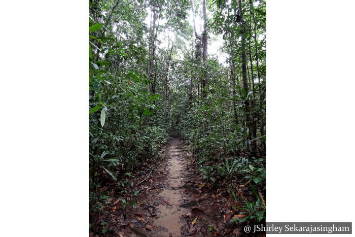 Hike in Makandawa Rain forest Kitulgala