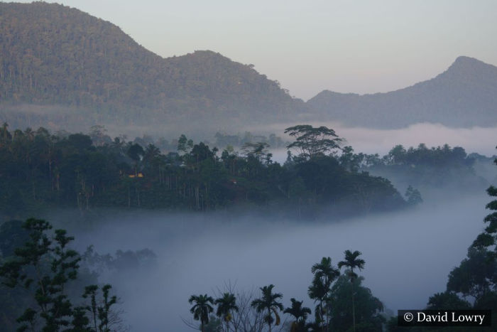 Sinharaja Rain Forest