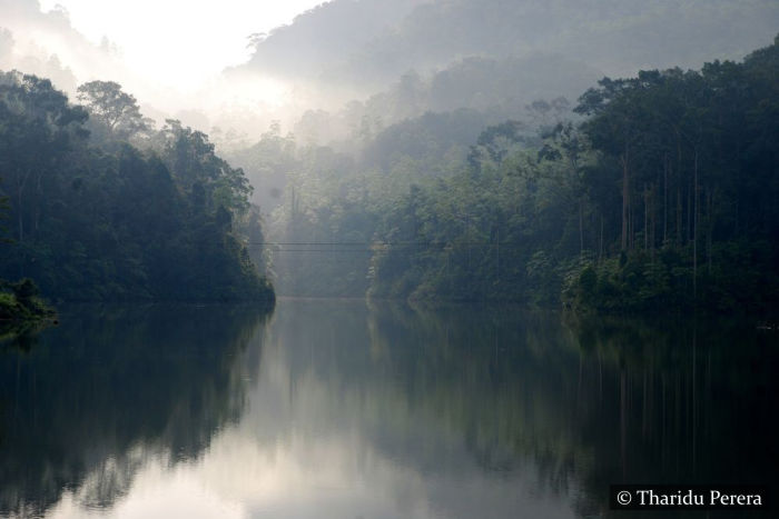 Sinharaja Rain Forest