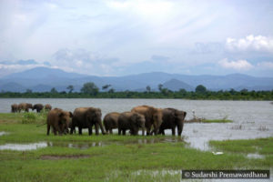 Udawalawe Wildlife National Park - Sri Lanka