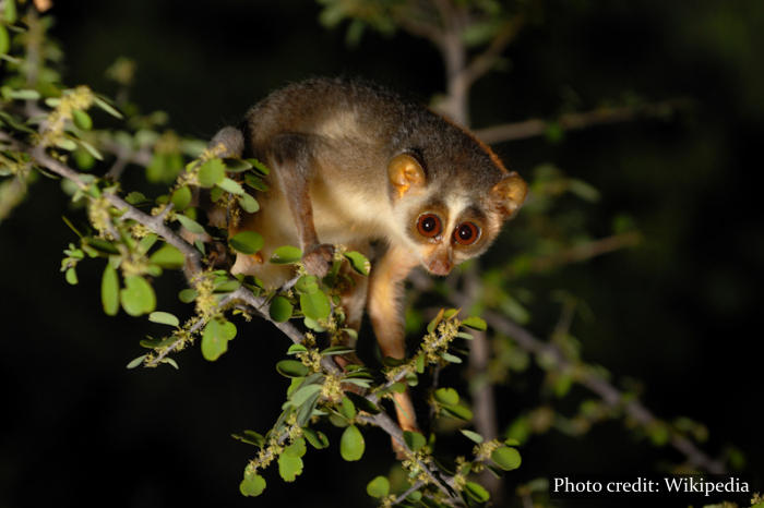 Slender Loris - Sri Lanka