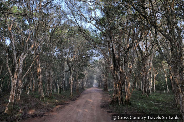 Tree canopy in Wilpattu National Park Sri Lanka