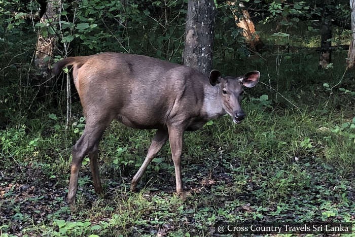 Sambar deer Wilpattu National Park - Sri Lanka