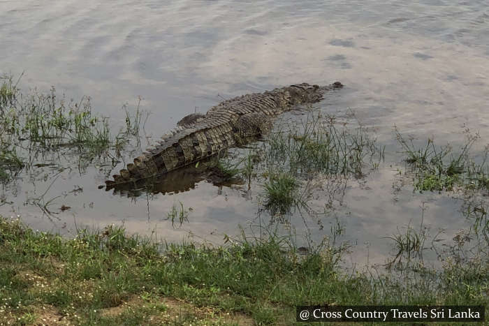 Crocodiles Wilpattu National Park