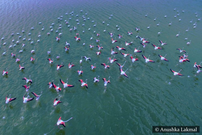Flamingos Vankalai Bird Sanctuary