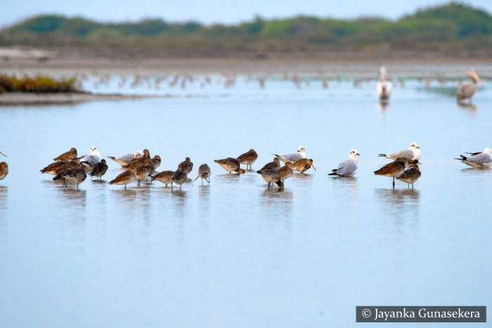 Vankalai Bird Sanctuary