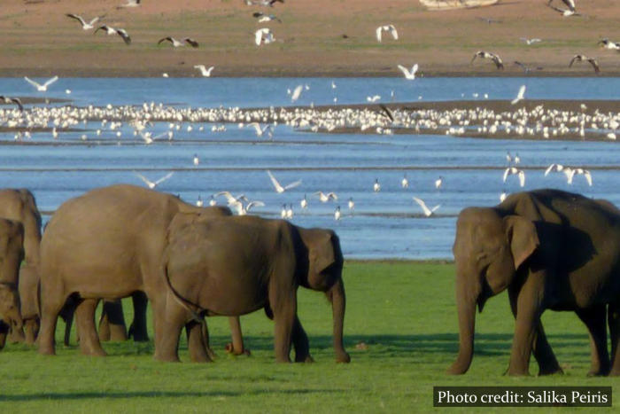 Minneriya National Park Sri Lanka