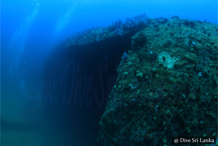 British Sergeant - Scuba Dive Site - Pasikuda