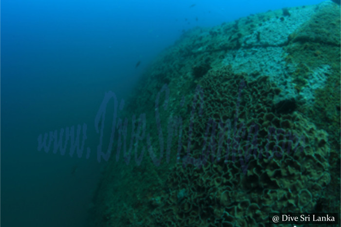 British Sergeant - Scuba Dive Site - Pasikuda