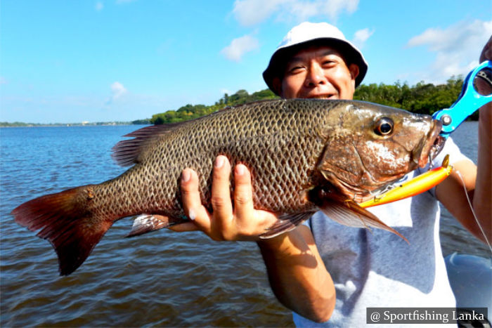 Mangrove Jack Bolgoda Lake