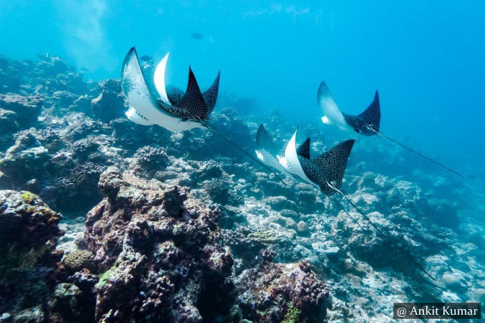 Scuba Dive Site Negombo