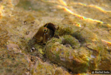 Sea-Slugs SCUBA Dive Sri Lanka