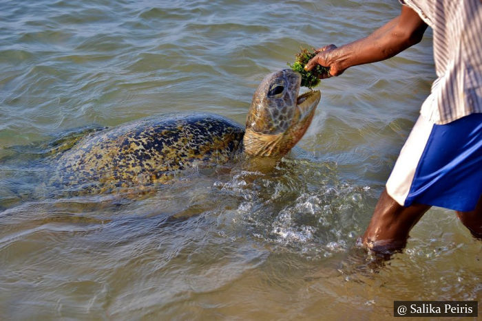 Hikkaduwa Sri Lanka