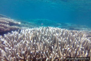 Bar Reef - Scuba Dive Site - Kalpitiya