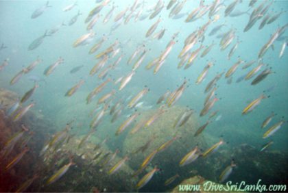 Yala Rock - Scuba Dive Site - Mirissa