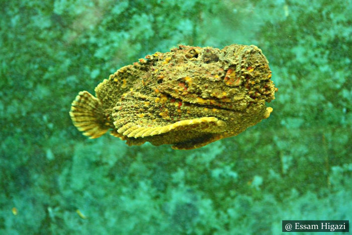 Stone Fish - SCUBA Diving Sri Lanka