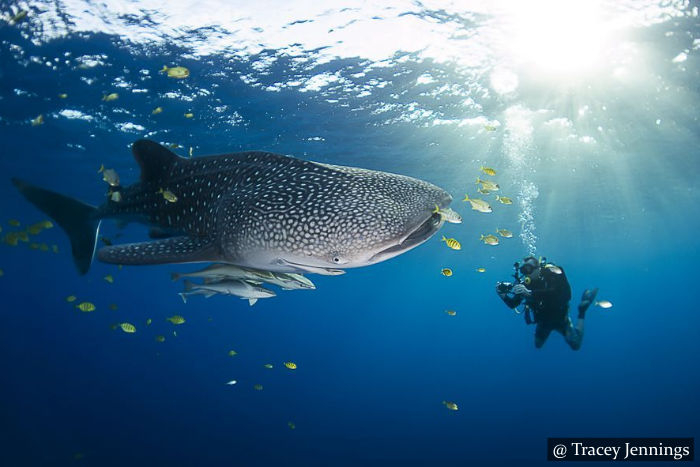 Whale Sharks - SCUBA Sri Lanka