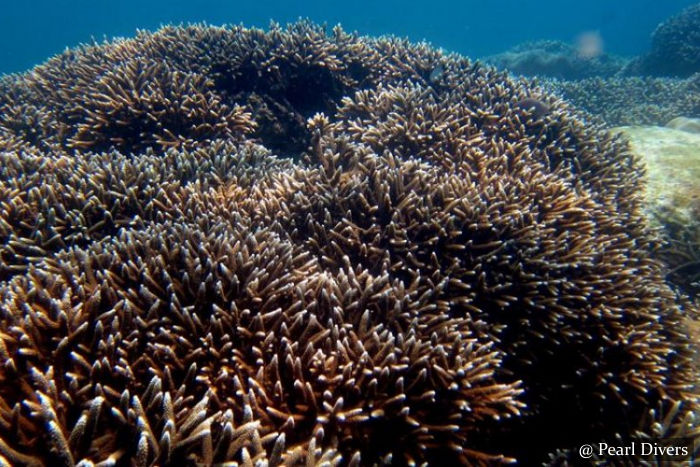 Diyamba Kupatha - Scuba Dive Site - Unawatuna