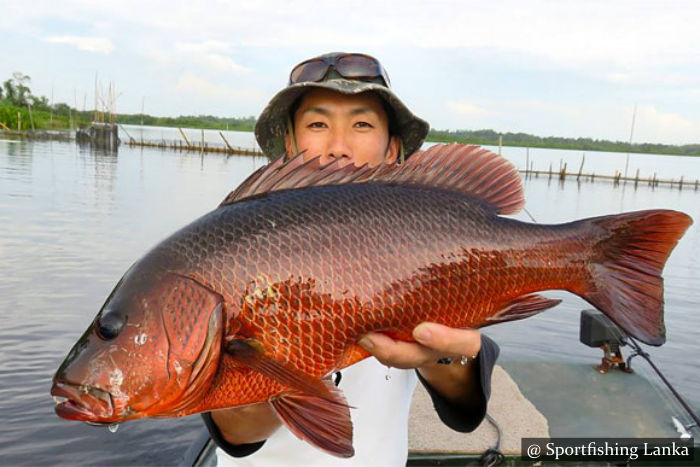 Mangrove Jack Bolgoda Lake